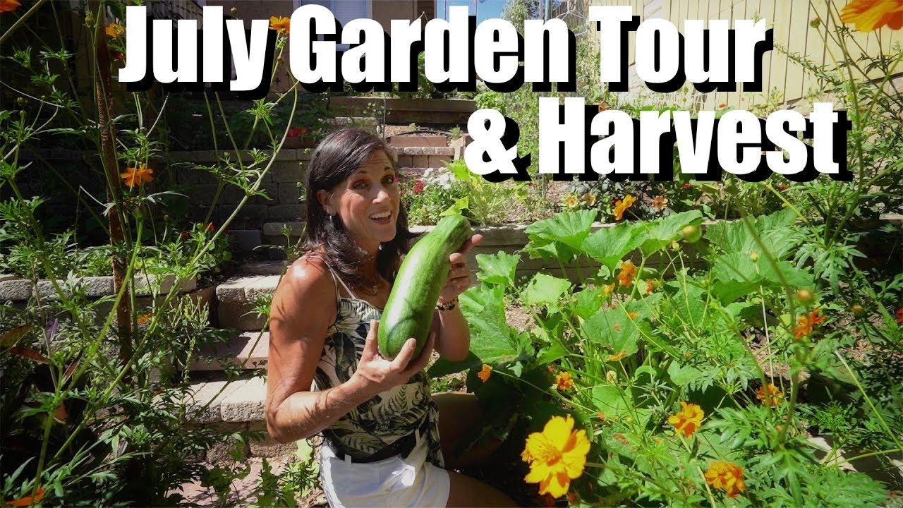 July Garden Tour & Harvest 🍅🥒🌶🍆