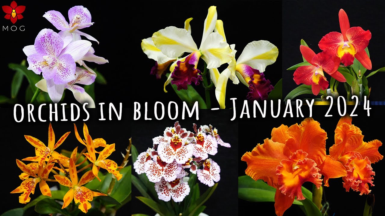 Orchids in Bloom is back! - January 2024