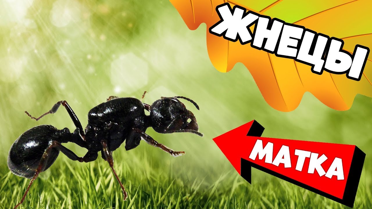 Муравьи жнецы - Messor Structor