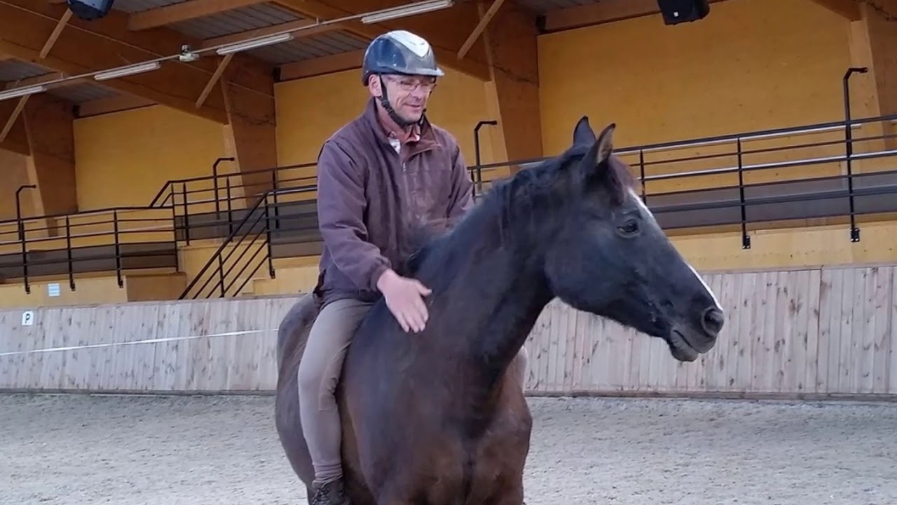 Nos chevaux