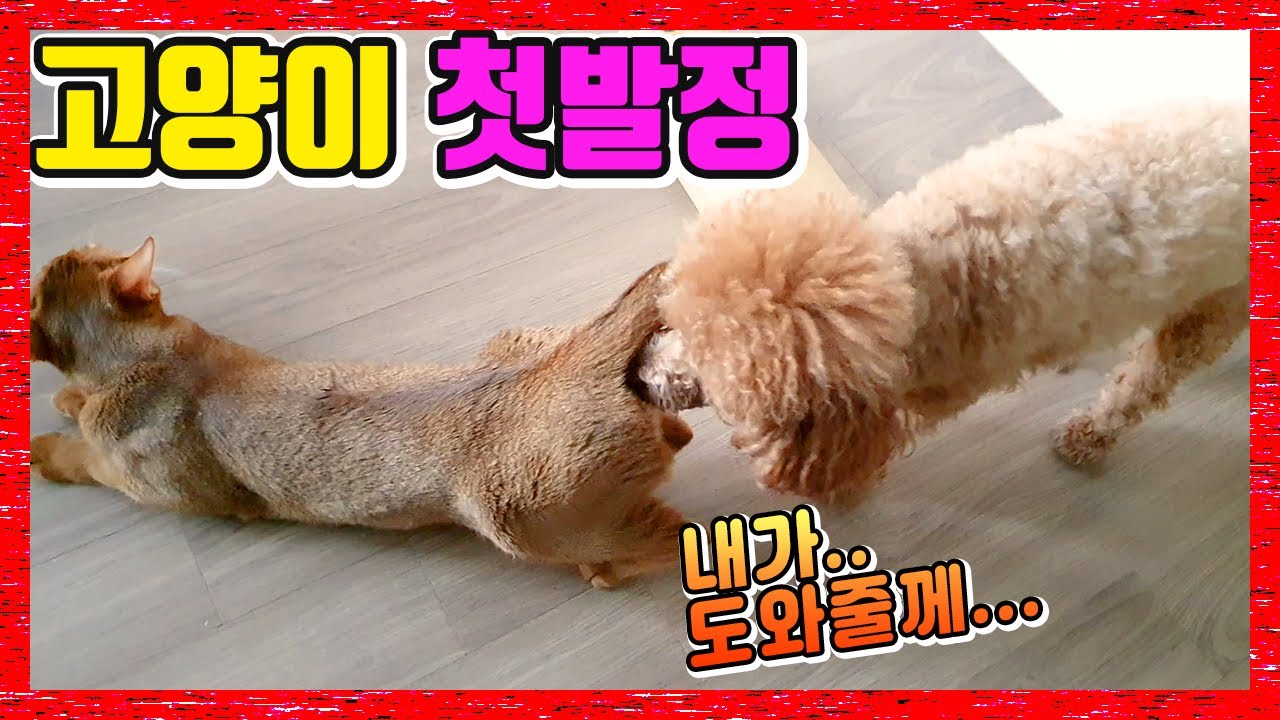 고양이 발정났어요.. 발정난 고양이를 진정시키는 강아지 | 고양이 첫발정
