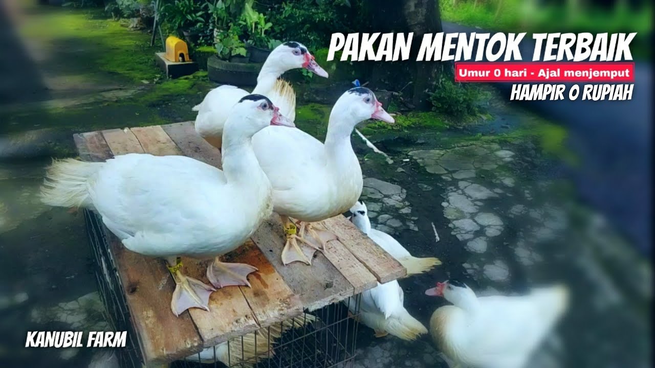 APA PAKAN MENTOK YANG BAGUS DAN TERBAIK?