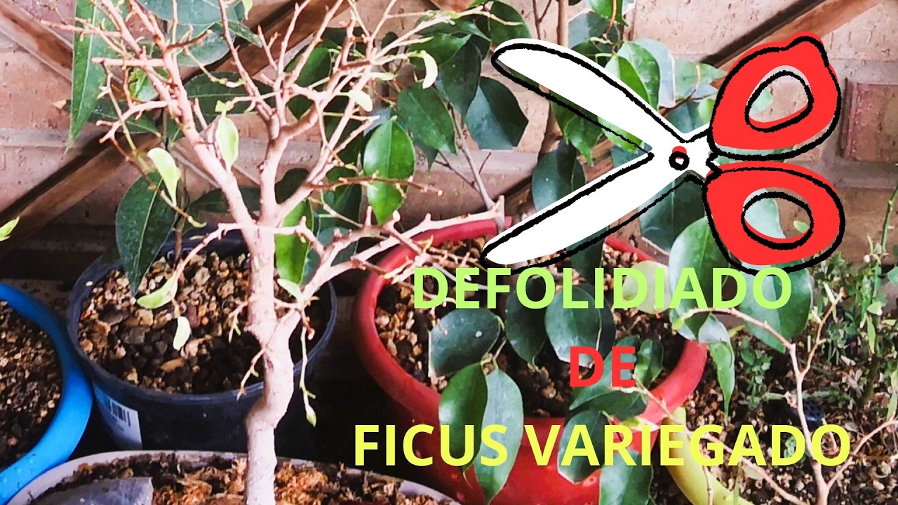 DEFOLIADO DE FICUS VARIEGADO-- Defoliado casi total