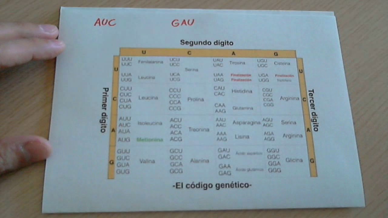 El c&oacute;digo gen&eacute;tico (nucle&oacute;tidos y amino&aacute;cidos)