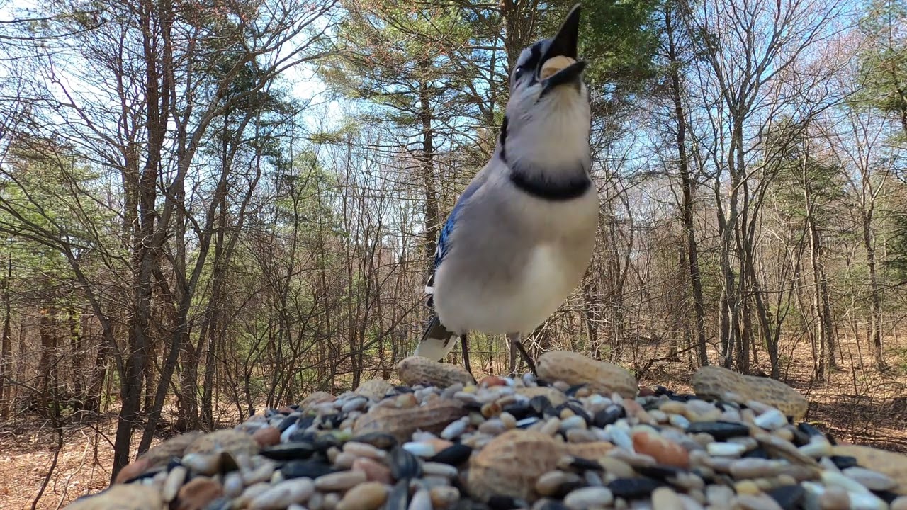 Blue Jay imitating hawk