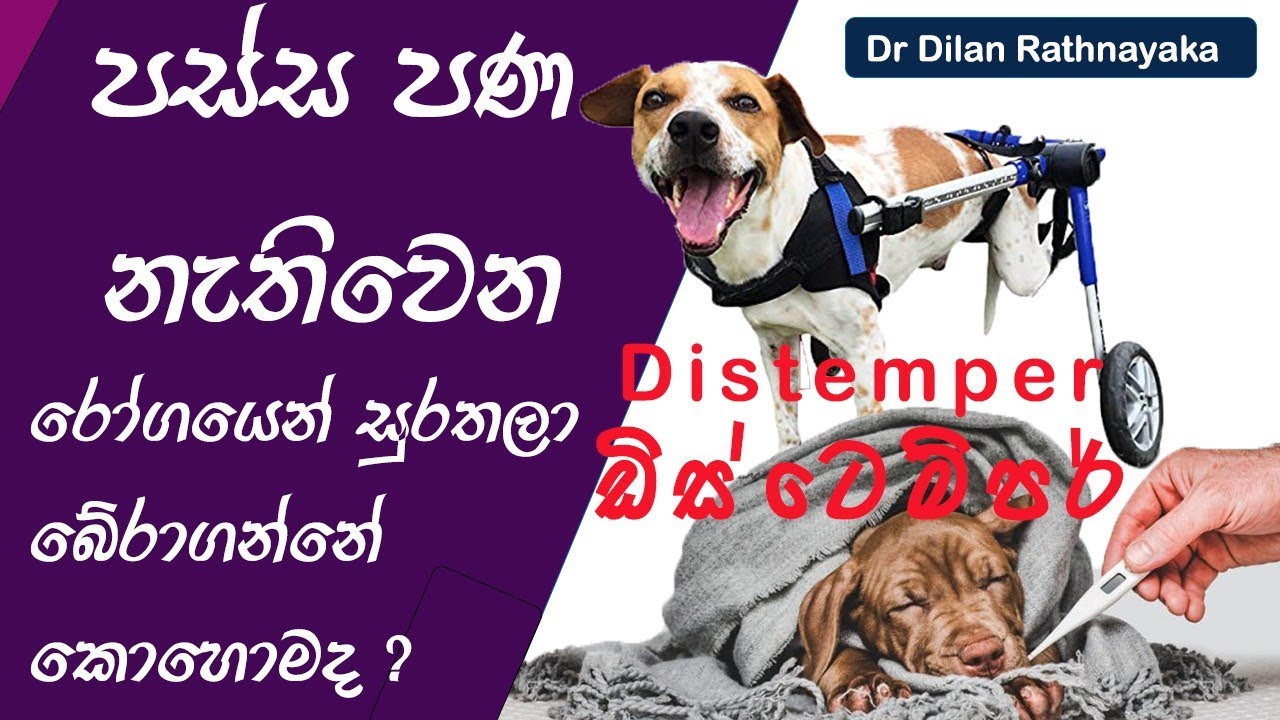 Distemper / ඩිස්ටෙම්පර් රෝගය වලක්වා ගන්නා පහසුම ක්‍රමය