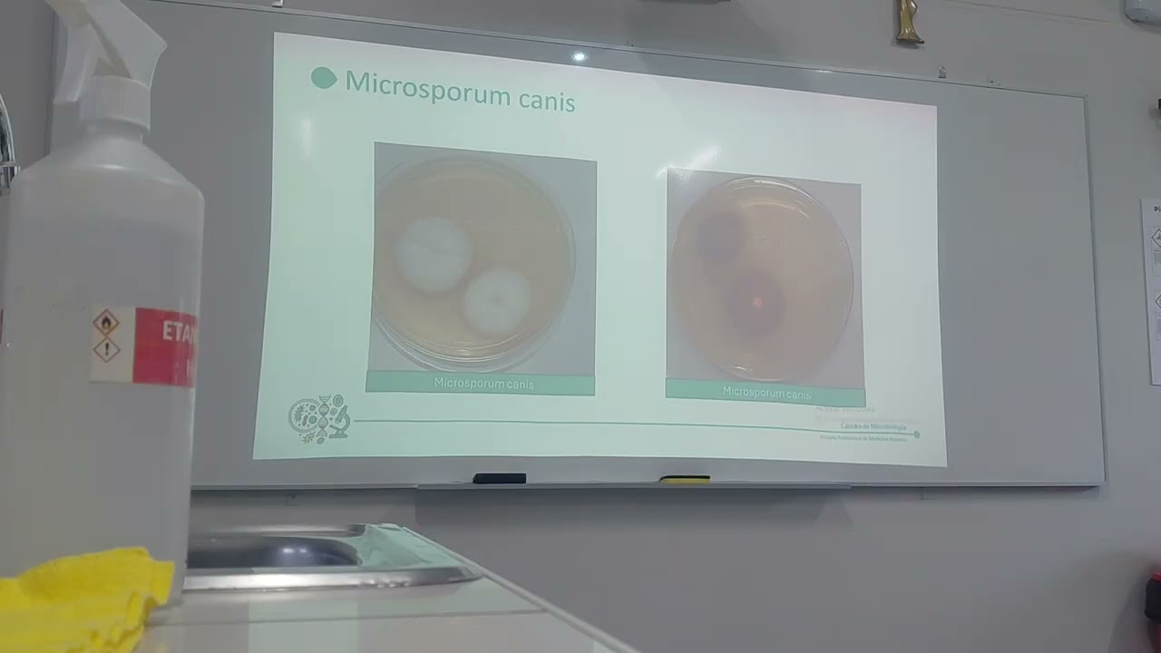 Microbiologia practica hongos