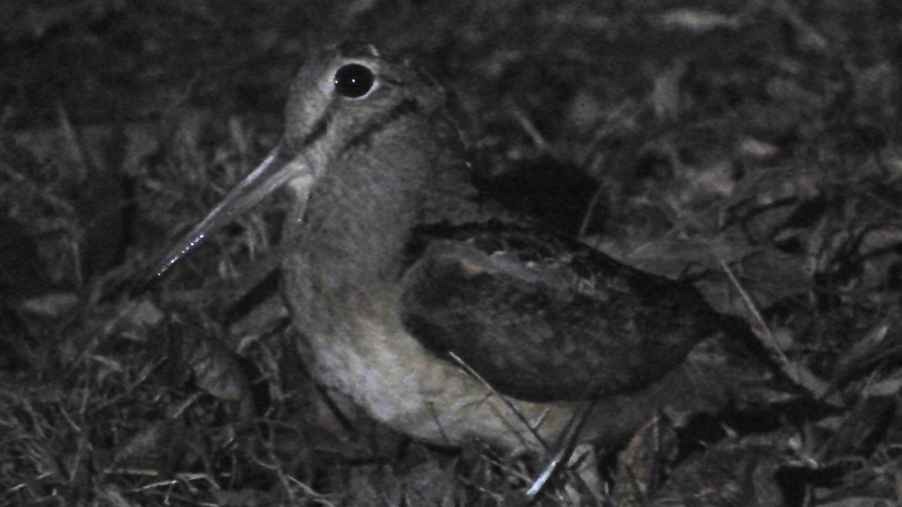 American Woodcock Calls and Flight Displays - Maryland