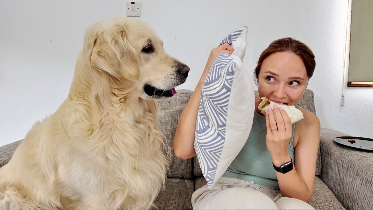 When your Golden Retriever suspects that you are eating without him!