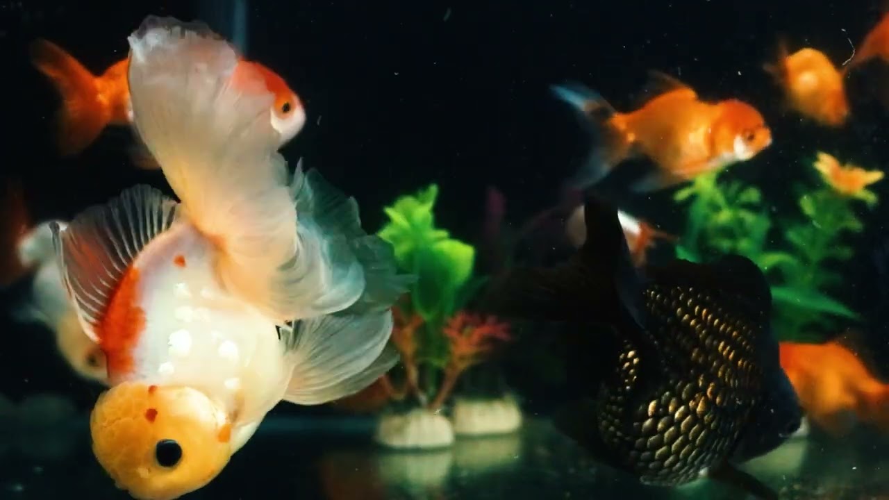 wow very relaxing video aquarium golden fish show with relaxing sound