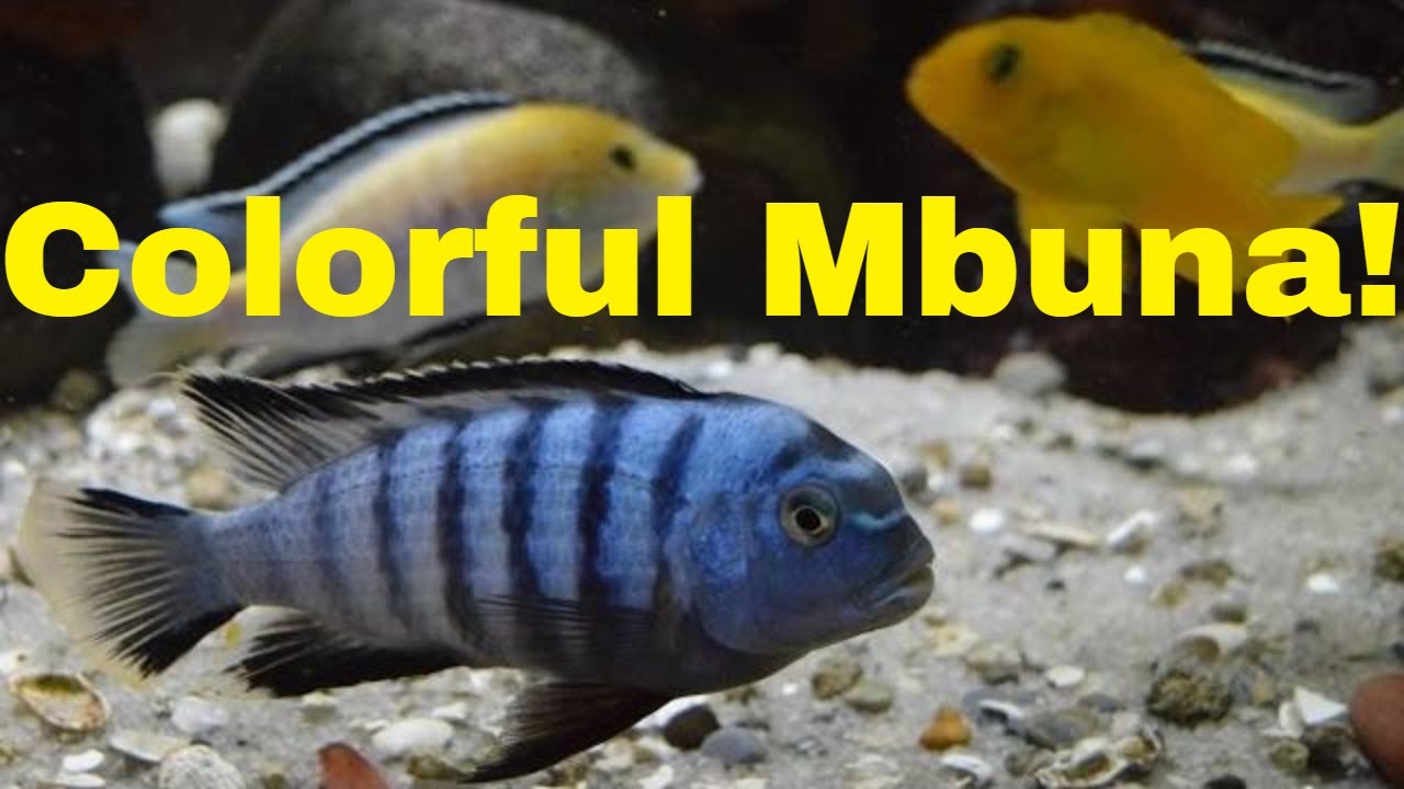 The Colorful Mbuna Aquarium!