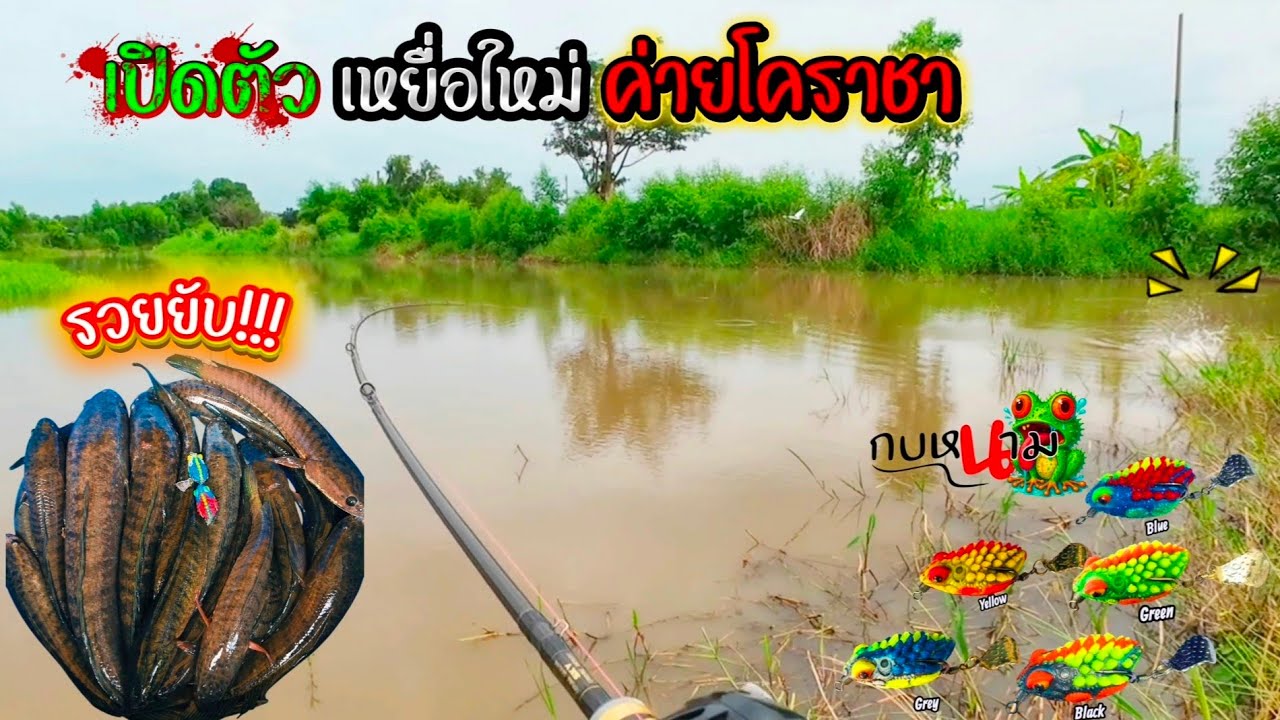 เปิดตัวเหยื่อใหม่ ค่ายโคราชา รวย!!! #ตกปลาช่อนนาน้ำท่วม #กบหนาม