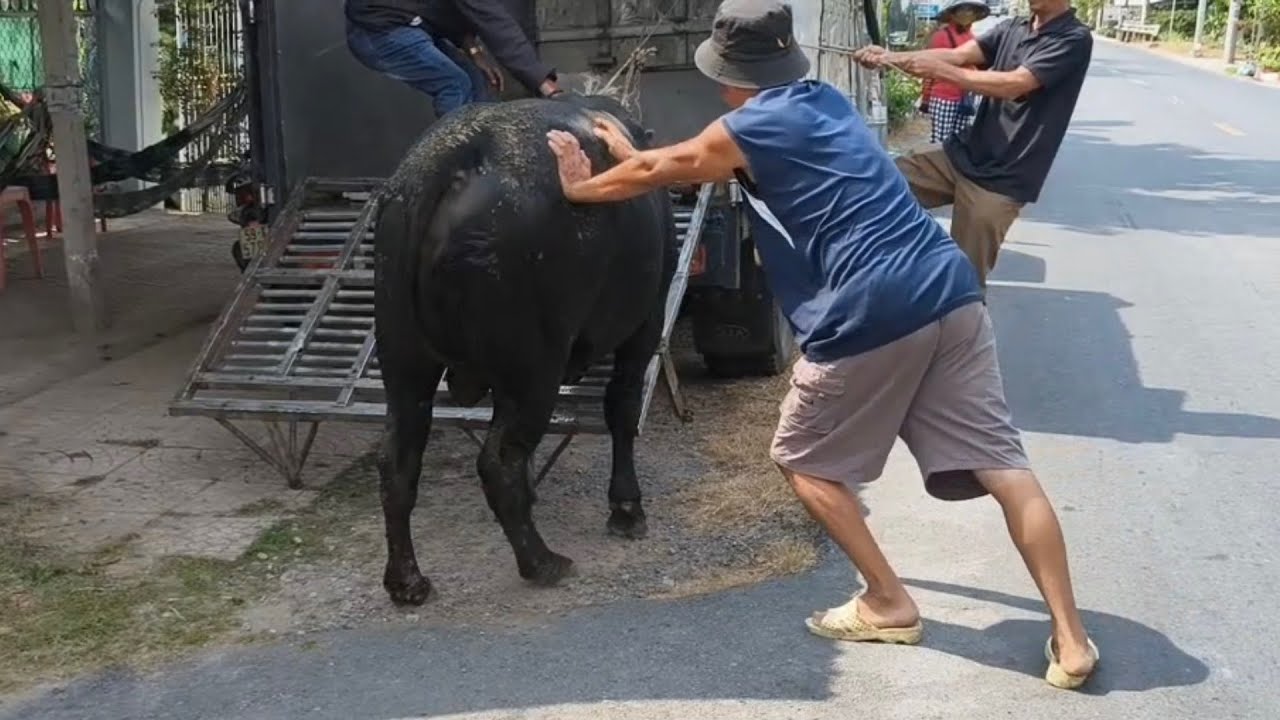 Đi Xã Trà Ôn bắt bò 