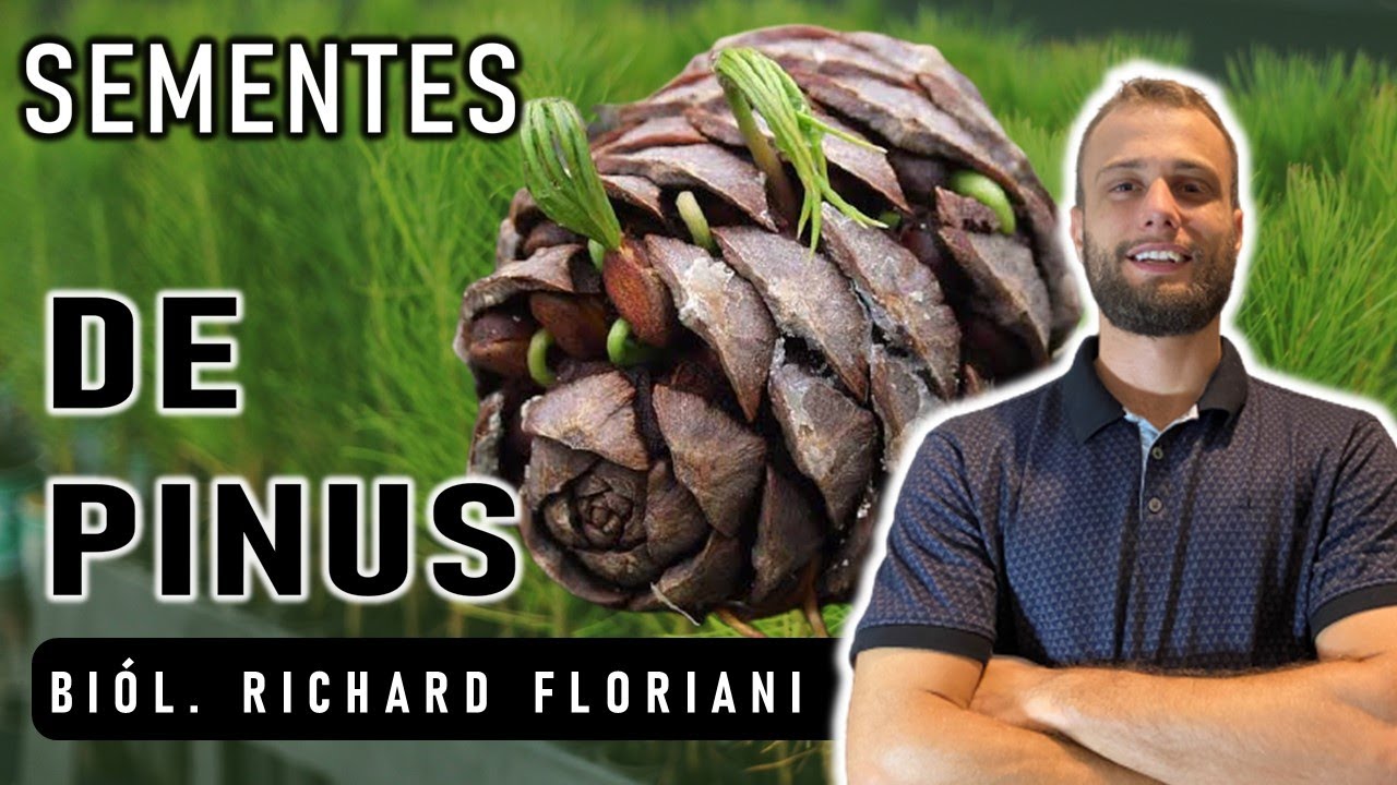 Plantar Pinus vale a pena? Como conseguir sementes de pinus direto da árvore