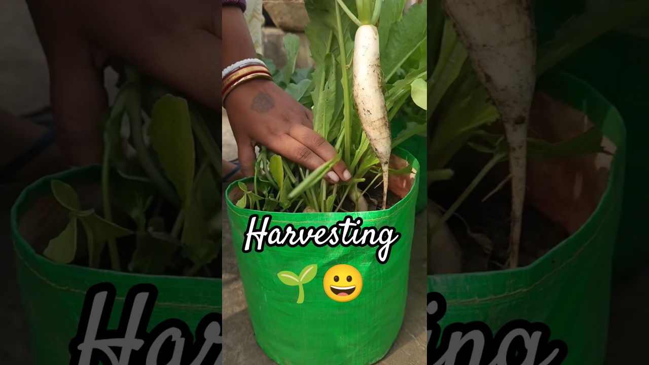 harvesting #nature #gardening #farming #vegetables #radish #organic #rurallife #shortsvideo #shorts