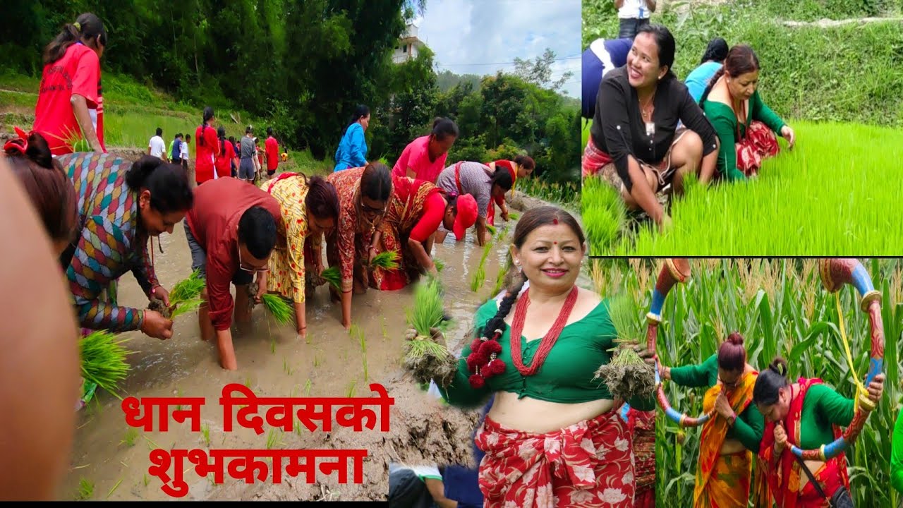 धान दिवस(असार ५)विशेष @sitathapa5682