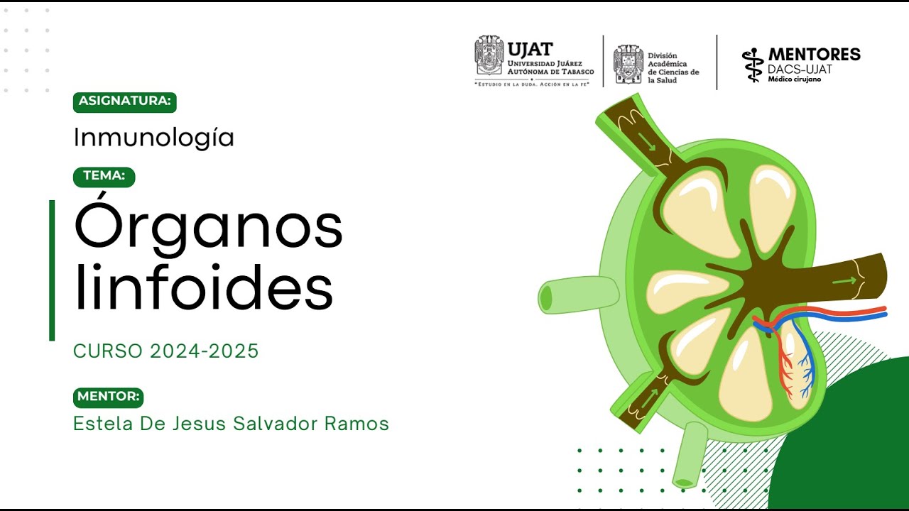 Órganos linfoides y células del sistema inmune | Inmunología básica | Mentorías DACS
