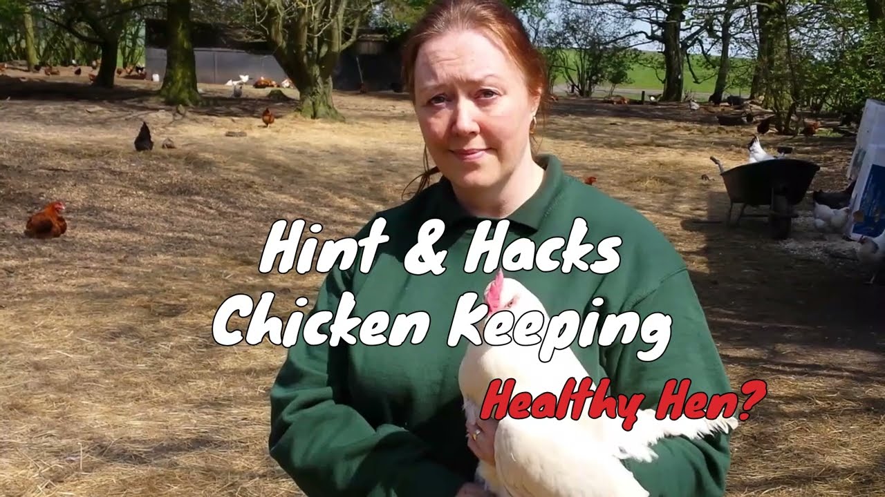 Hints and Hacks Chicken Keeping - Healthy Hen   How to check whether a hen or chicken is fit