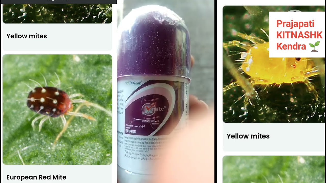 माइट mite के लिए सबसे अच्छा कीटनाशक🪳🦟🦗🕷️🕸️🪰🪳Hexythiazox 5.45% W/W EC allmite
