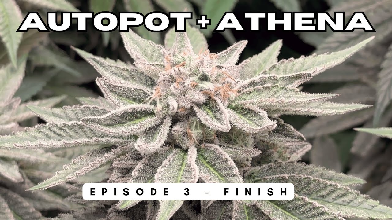 Autopot + Athena Seed to Harvest: Episode 3 - Finish