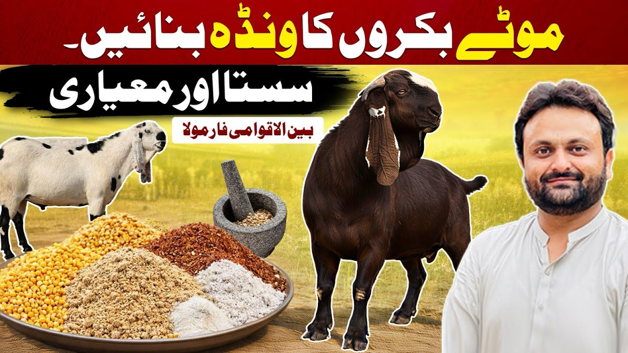 Goat fattening wanda formula | bakro ko mota kerny wala wanda | Bakray Motay Karne Ka Asan Tarika