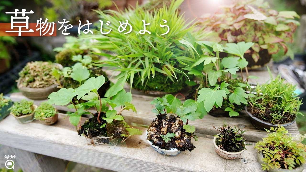 【添え】オススメ紹介！ハマると深い「草物盆栽」の世界【盆栽Q】