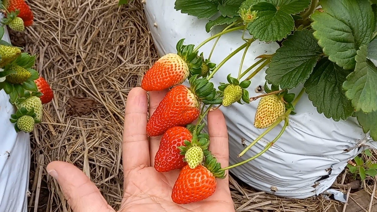 Colheita do morango e técnicas de cultivo