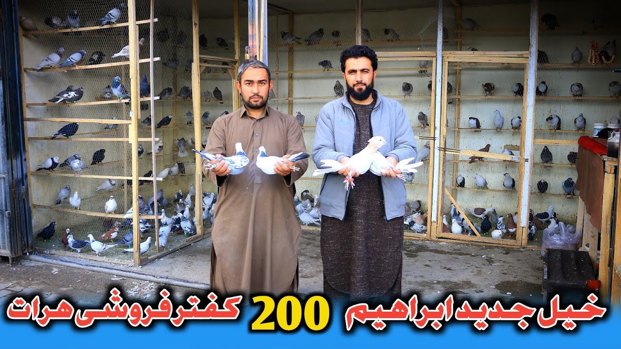 دنیا کبوتر_200 کفتر ارزان،مسافر و کارآمد فروشی هرات| فروش 40 کفتر در چند دقیقه به 40،000 هزار افغانی