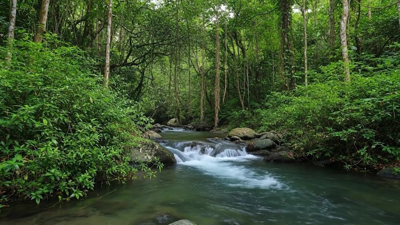 Peaceful Forest Stream Flow Gentle Water for Deep Sleep Relaxation and Calm