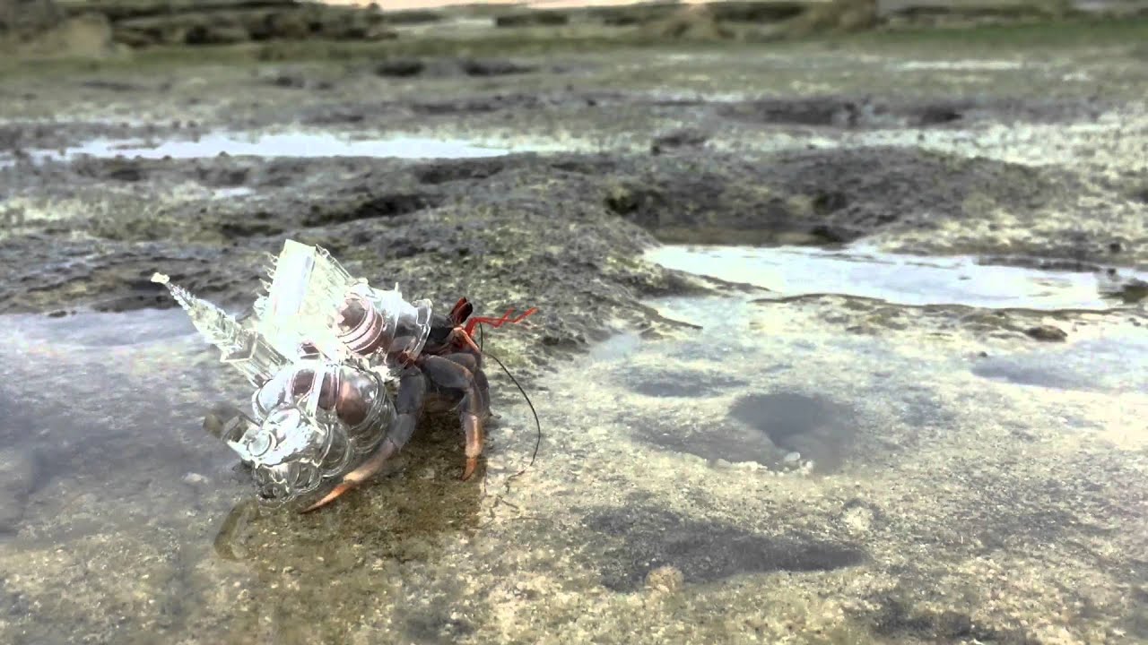 AKI INOMATA《Why Not Hand Over a &ldquo;Shelter&rdquo; to Hermit Crabs? -White Chapel-》