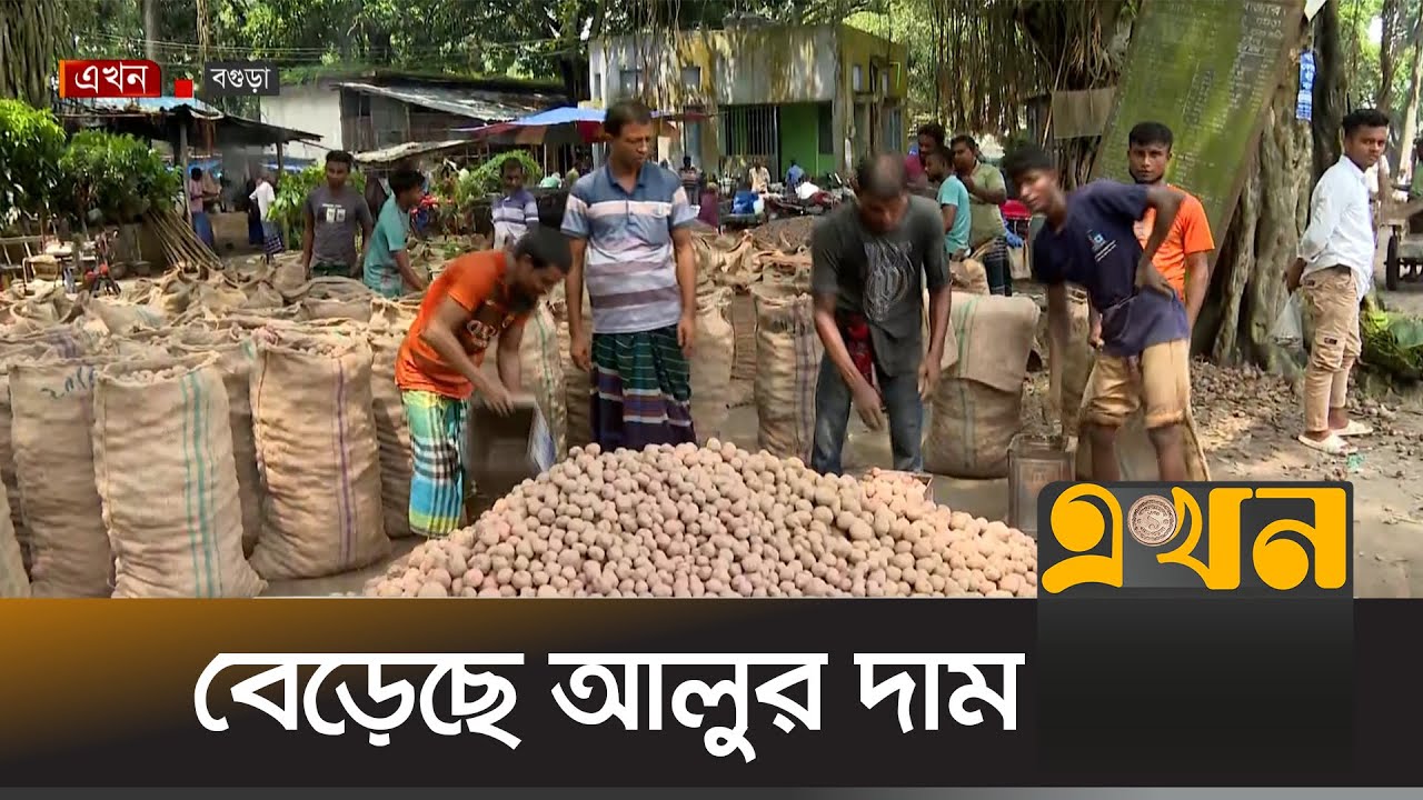 আলুর দামে অসন্তোষ বিরাজ করছে ক্রেতা পর্যায়ে | Potato Price | Bogra News | Ekhon TV
