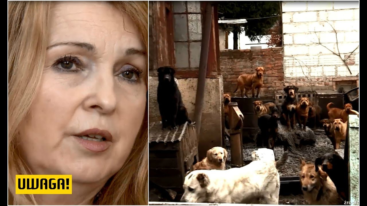 Dzika hodowla pani doktor. Psy żywiły się padliną (UWAGA! TVN)
