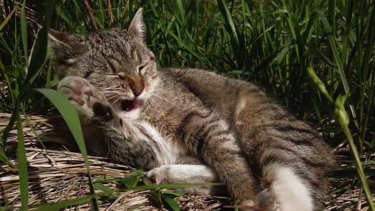 Cute Gray Cats/Cadlma #cute #cutecat #graycat #animals #relaxing #cat #catsvideo #catlife #relax