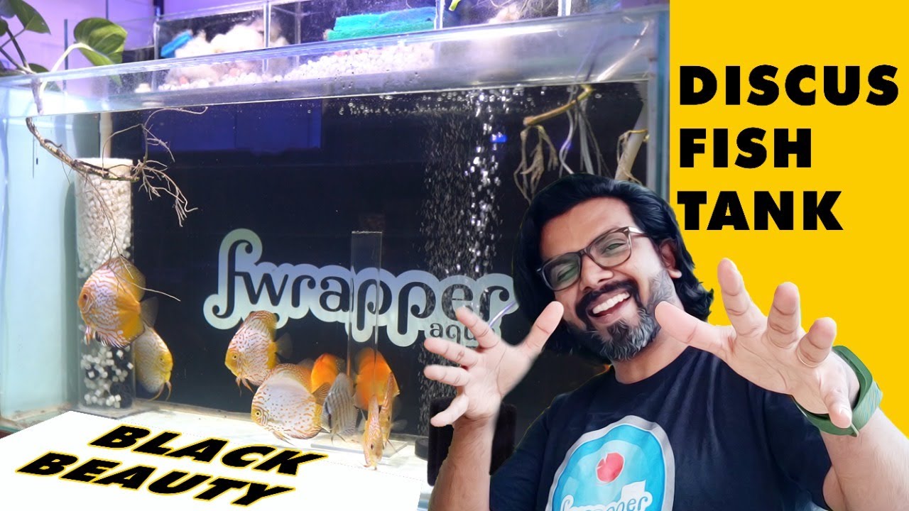 New Discus Fish Tank || Top Sump Filter Aquarium setup || Black Beauty