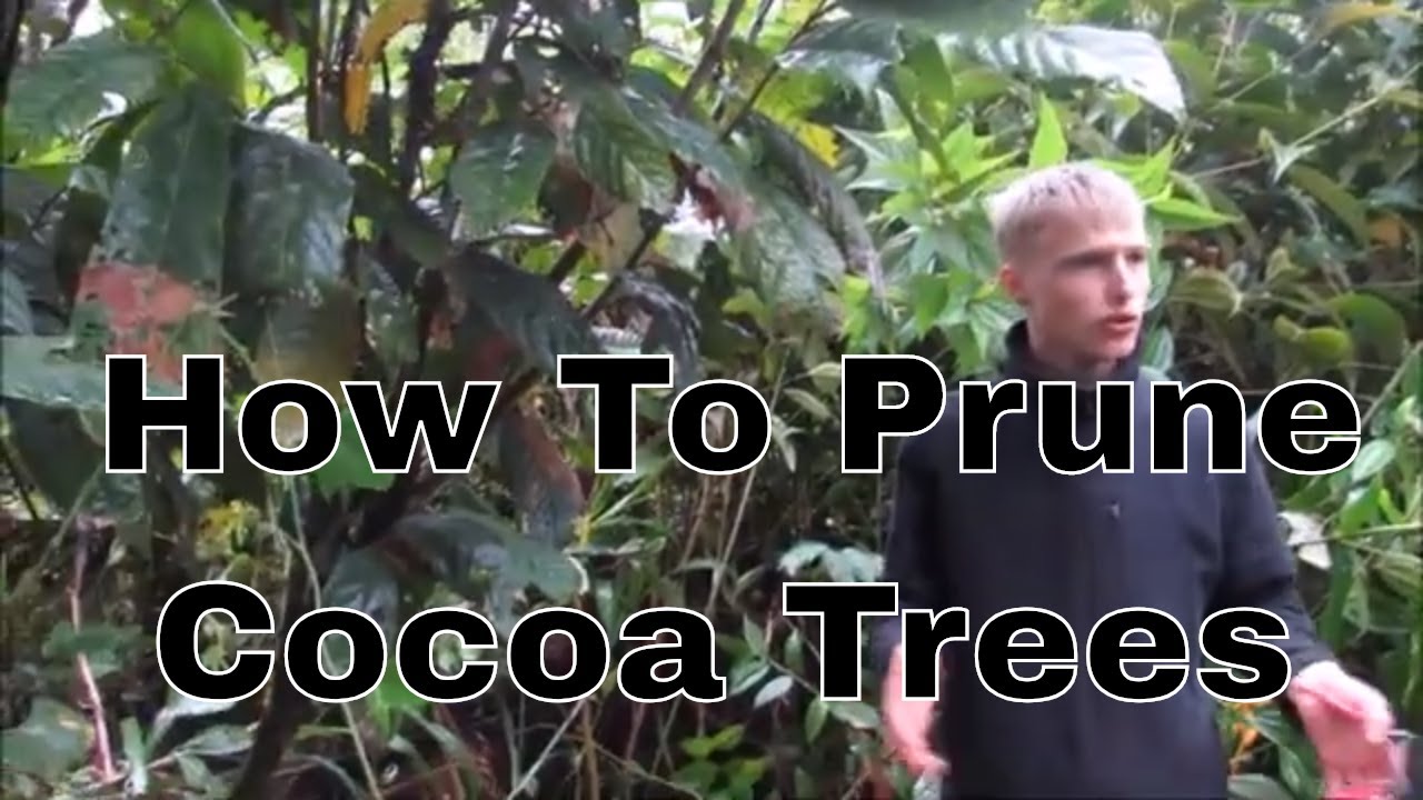 How To Prune Cocoa Trees (2019)
