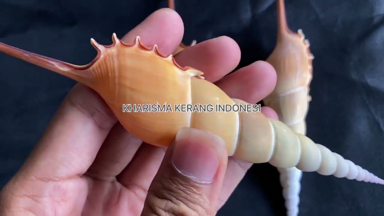 TIBIA FUSUS SHELL SPINDLE TIBIA SHELL SHINBONETIBIA GASTROPOD SHELL