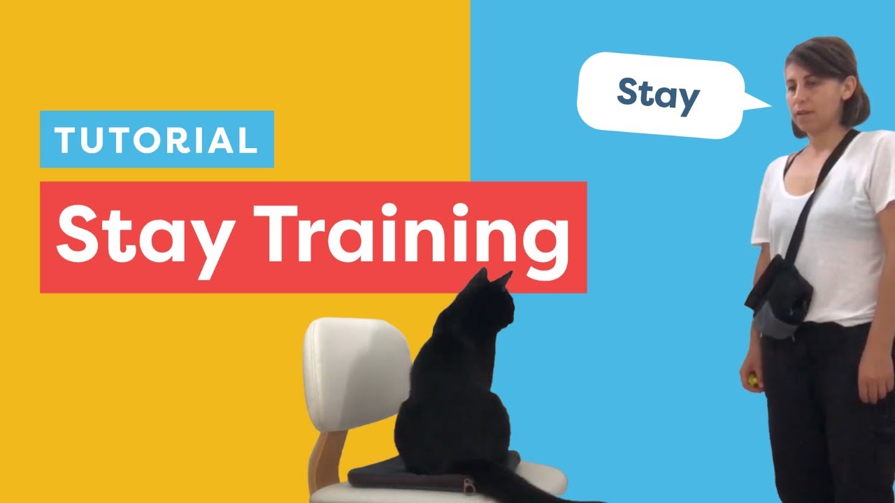 Teach Your Cat To Stay With Clicker Training