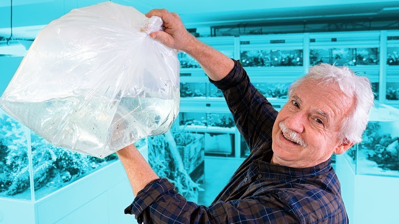 Es werden wieder Fische auspackt | AQUARIUM FISCH UNBOXING #11
