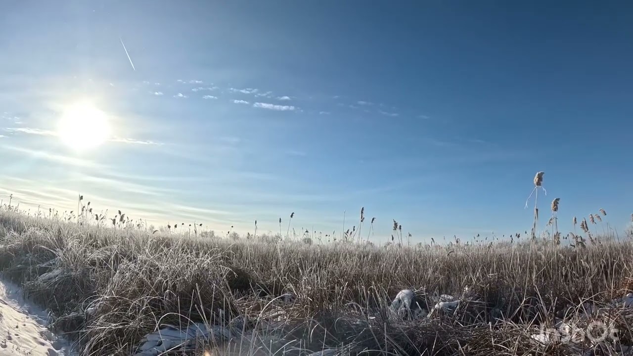 Добыт шумовой шакал