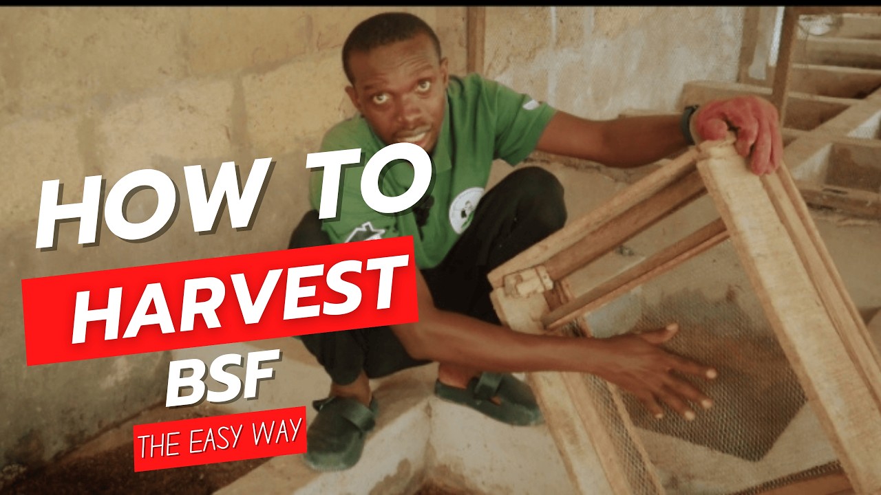 How to Harvest BSF Larvae Locally: Step-by-Step Guide for Beginners