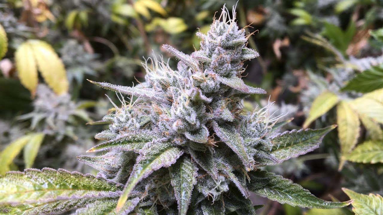GG#4 SNOW DAWG STAR KILLER week 7 (flush)