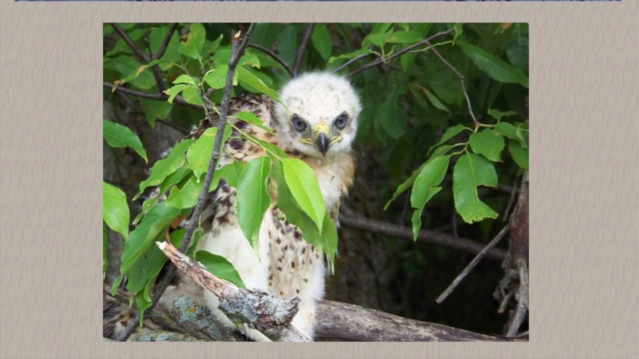 Raptor Academy - Young Raptor Identification online self-study course