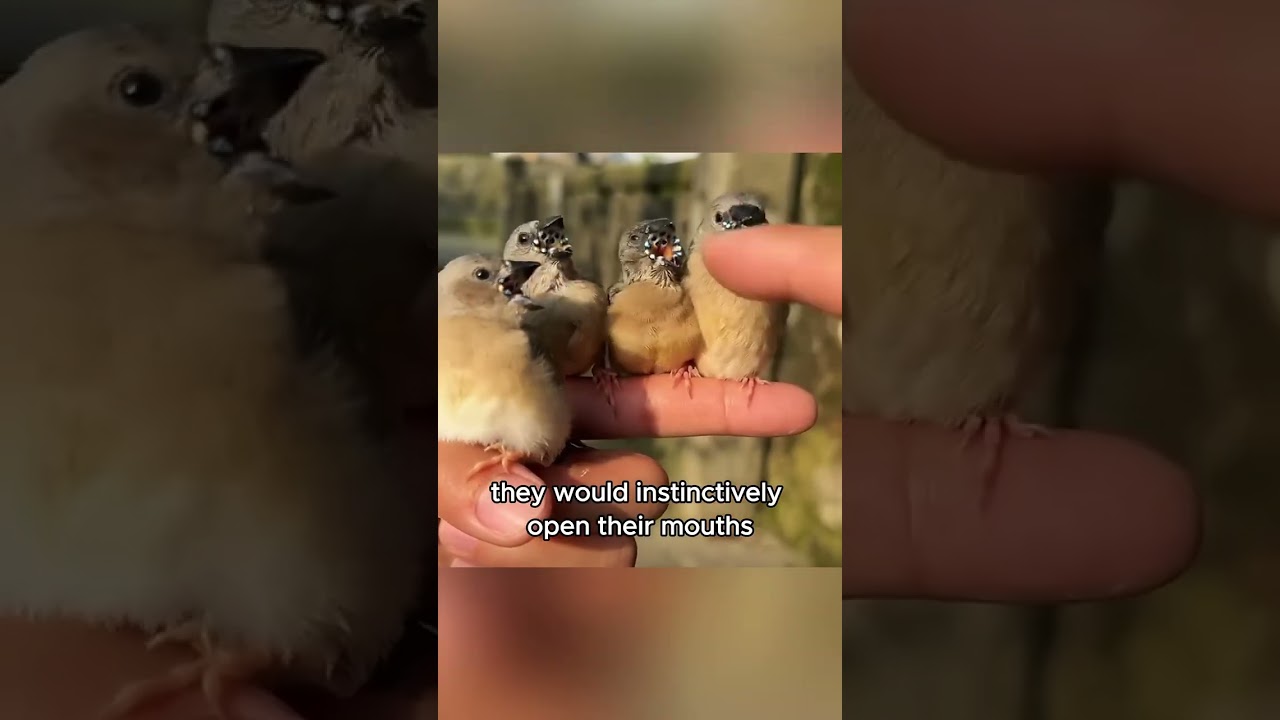 Alien bird 🐦 #pets #animals #shorts