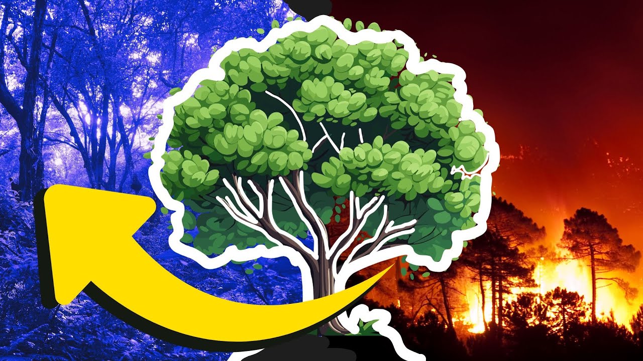 &iexcl;Los Incendios Forestales NO son el enemigo! Los Sorprendentes Beneficios ECOL&Oacute;GICOS