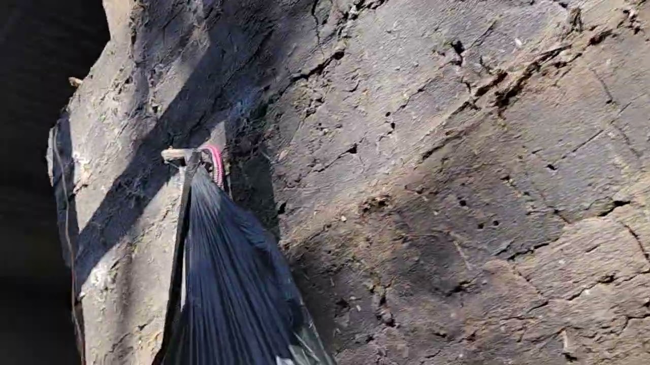 el sacrificio de Don Isaías a dejado de trabajar para remodelar la casita 🙏🙏🙏🙏😯🏚️🏚️🏚️🐤🐤