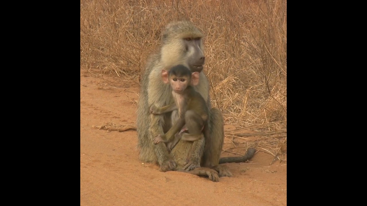 Baboon with her baby||Baboon video||#shorts #baboon #baby