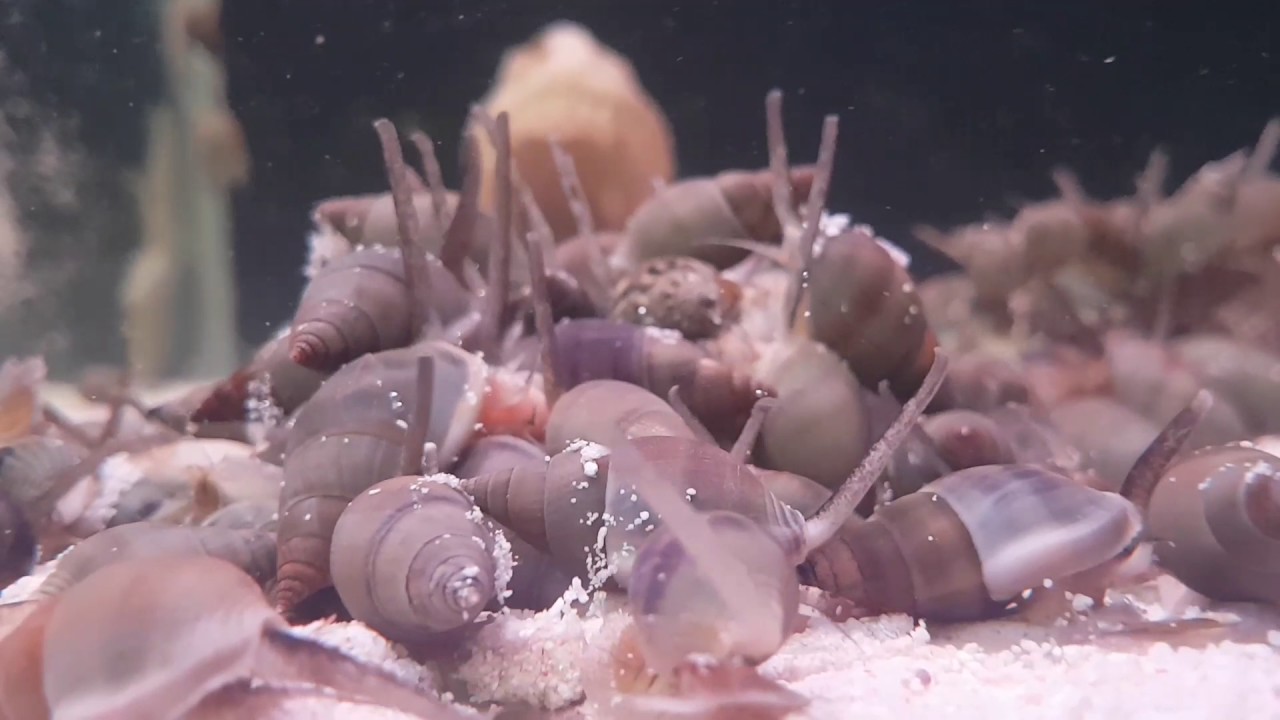 WTFish march of the nassarius