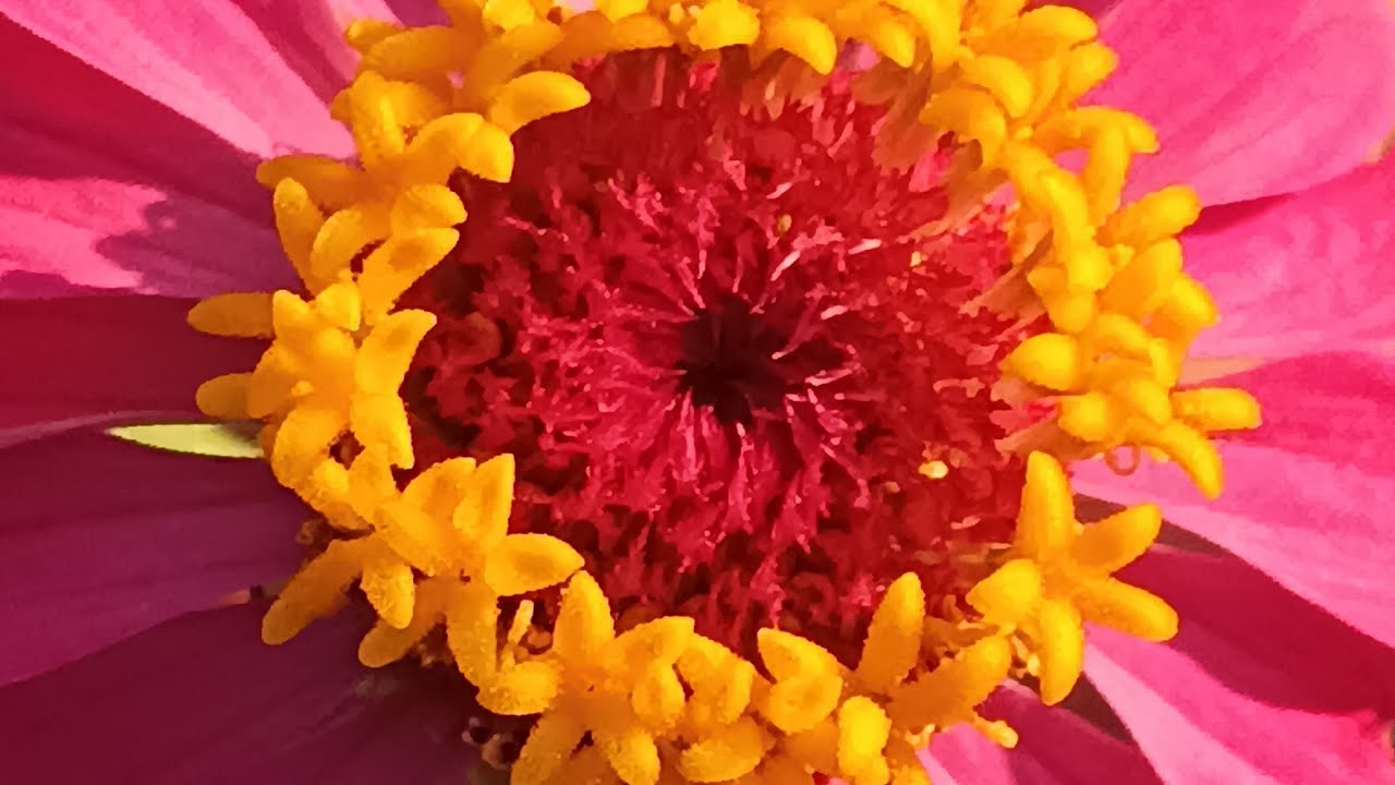 Cultivo de flores ya está floreciendo #azoteafertil #floresnaturales #jardineria #zinnia #calendula 