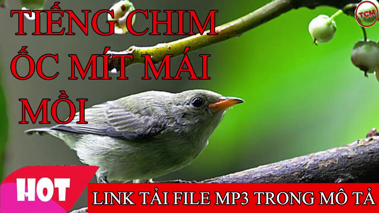 Tiếng chim ốc mít mái mồi chuẩn không có tạp âm, 20 phút ( có link tải file mp3 trong phần mô tả )