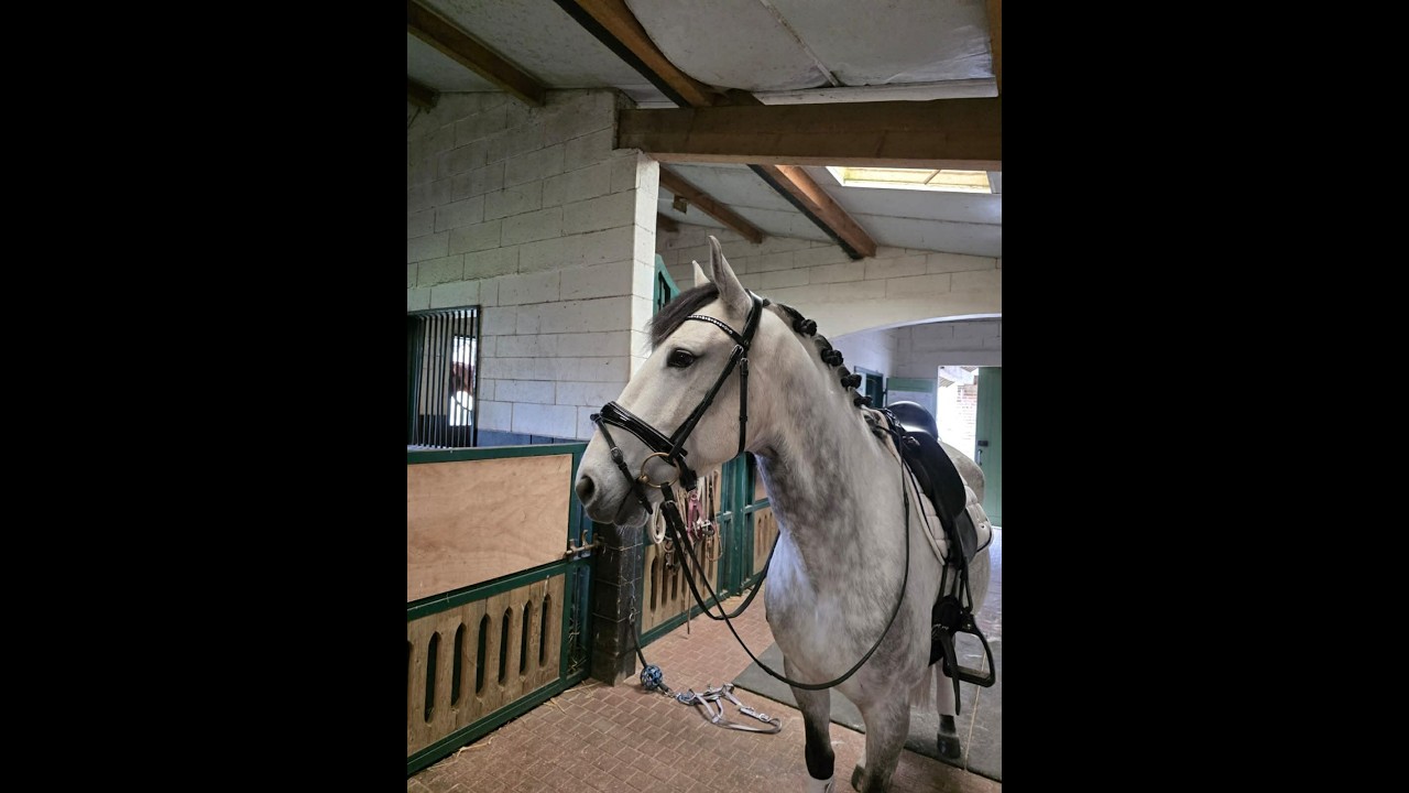 À vendre - Hongre - Lusitanien - 8 ans - Dressage PSG 